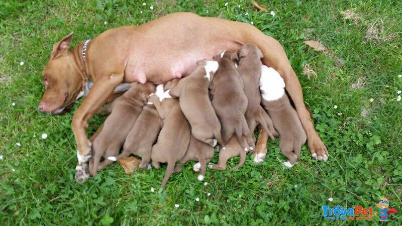 Cuccioli di American Pitbul Terrier - Foto n. 2