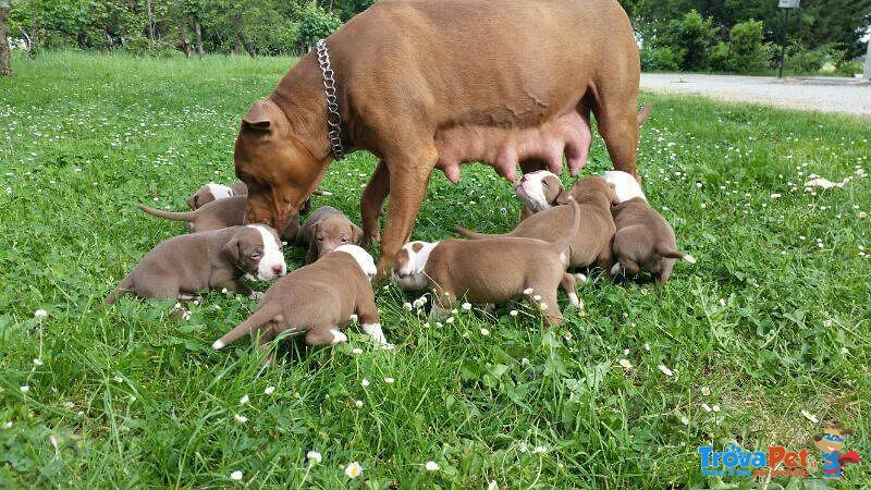 Cuccioli di American Pitbul Terrier - Foto n. 3