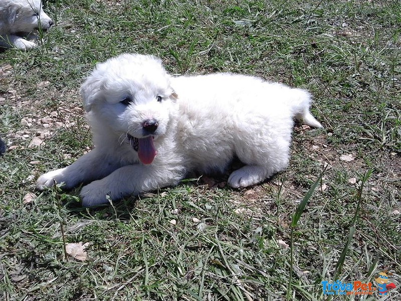 Cuccioli di Pastore Maremmano Abruzzese - Foto n. 1