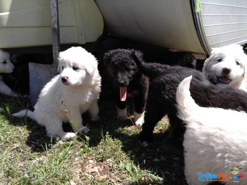 Cuccioli di Pastore Maremmano Abruzzese - Foto n. 2