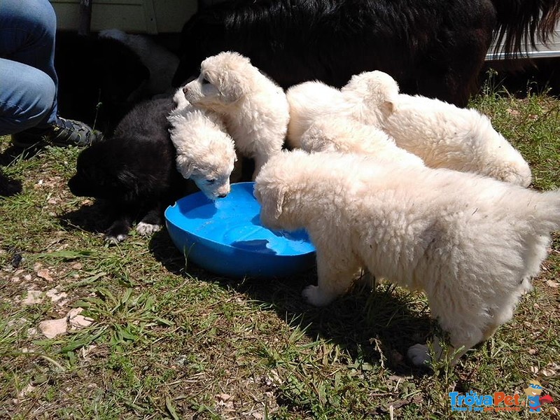 Cuccioli di Pastore Maremmano Abruzzese - Foto n. 3