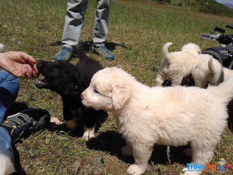 Cuccioli di Pastore Maremmano Abruzzese - Foto n. 4