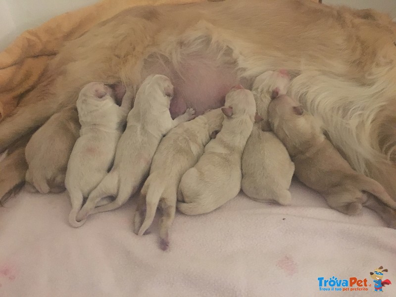 Labrador - Golden Retriever - Foto n. 1