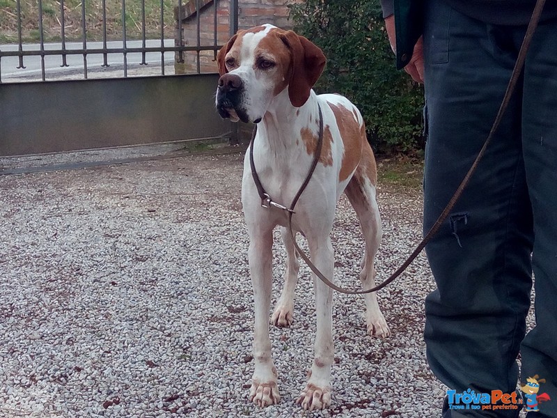 English Pointer - Foto n. 1