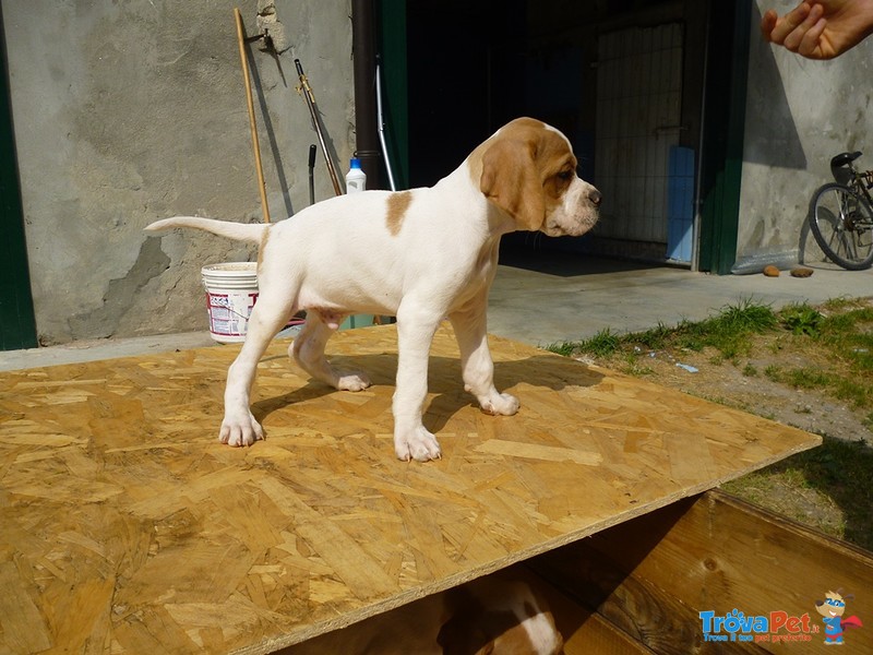 English Pointer - Foto n. 5