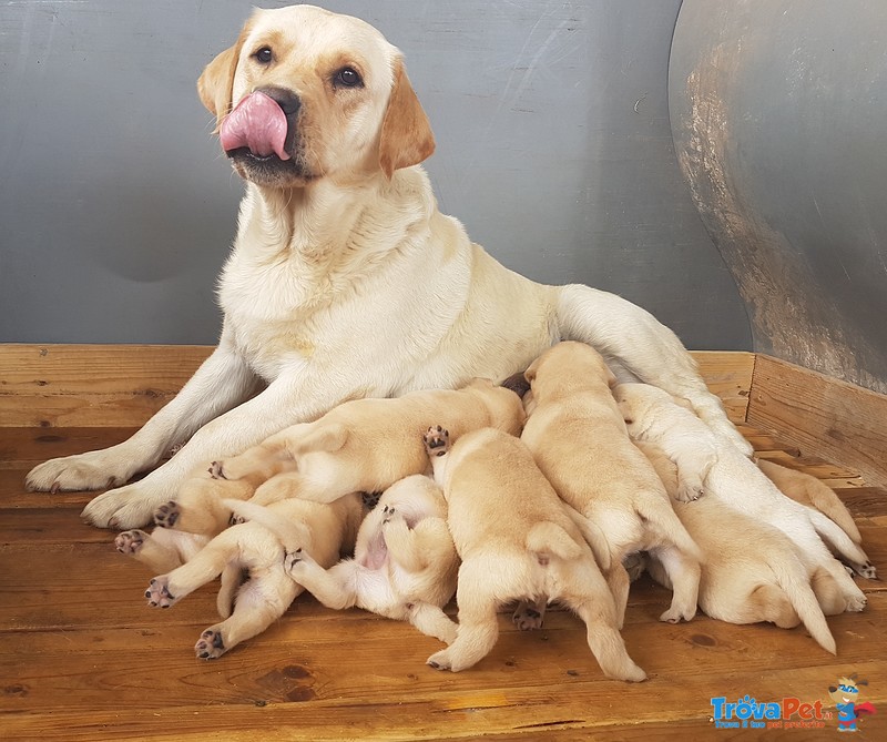 Splendidi Cuccioli di Labrador Retriever - Foto n. 1