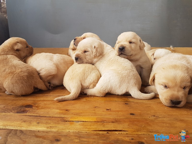 Splendidi Cuccioli di Labrador Retriever - Foto n. 2