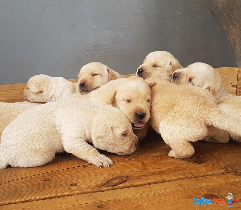 Splendidi Cuccioli di Labrador Retriever - Foto n. 3