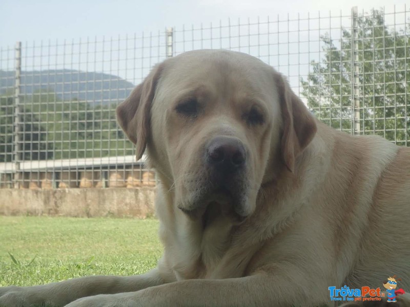 Splendidi Cuccioli di Labrador Retriever - Foto n. 5