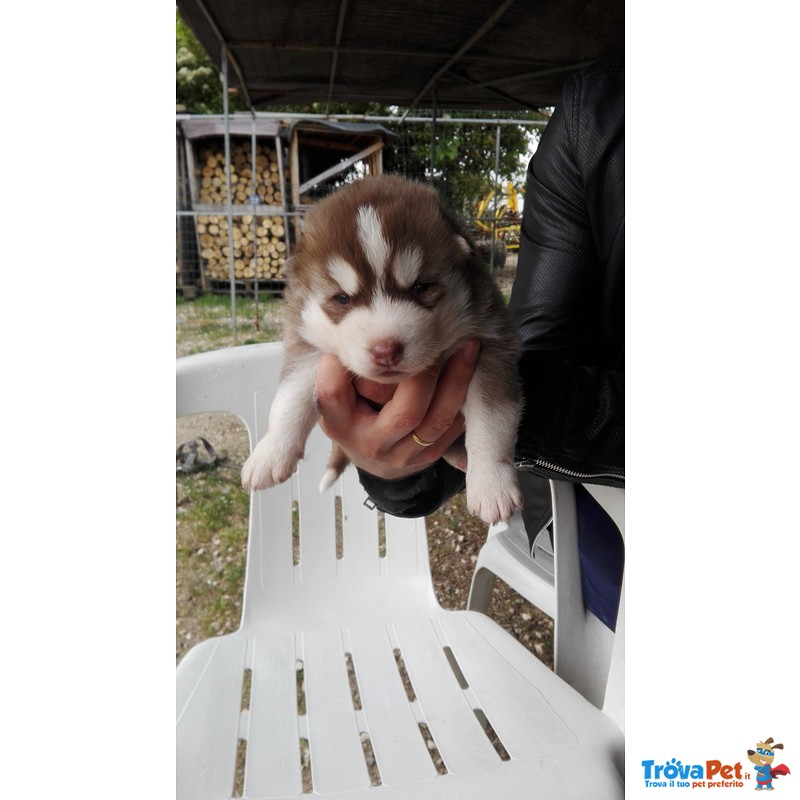 Cucciolo di Siberian Husky Disponibile da Meta' Mese - Foto n. 4