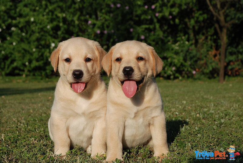 Labrador Retriever Gialli - Foto n. 1