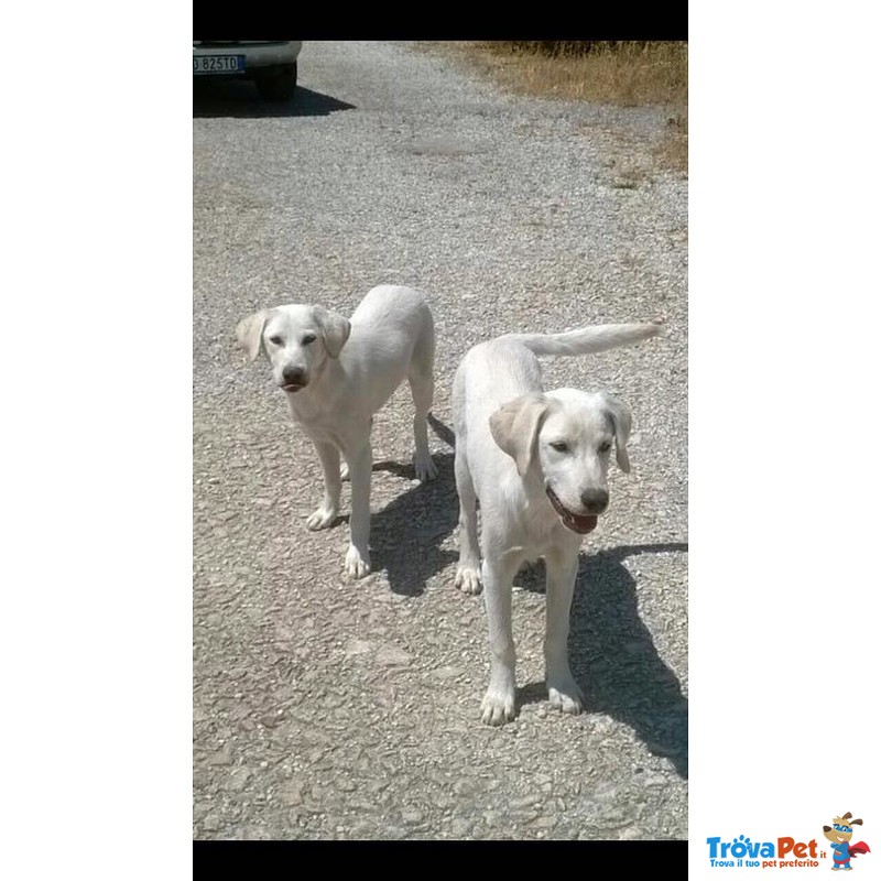 Due Fratellini in Cerca D'amore - Foto n. 1