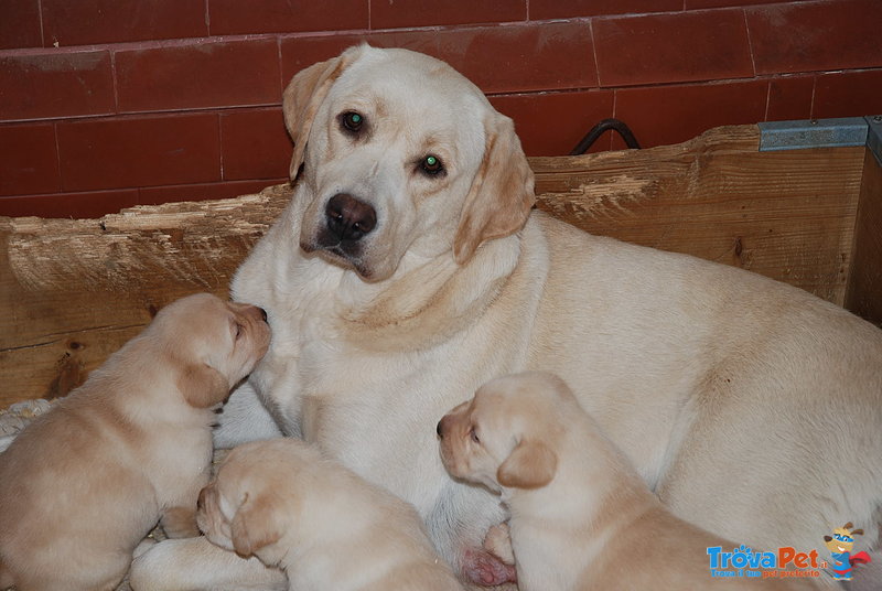 Labrador Retriever Gialli - Foto n. 2