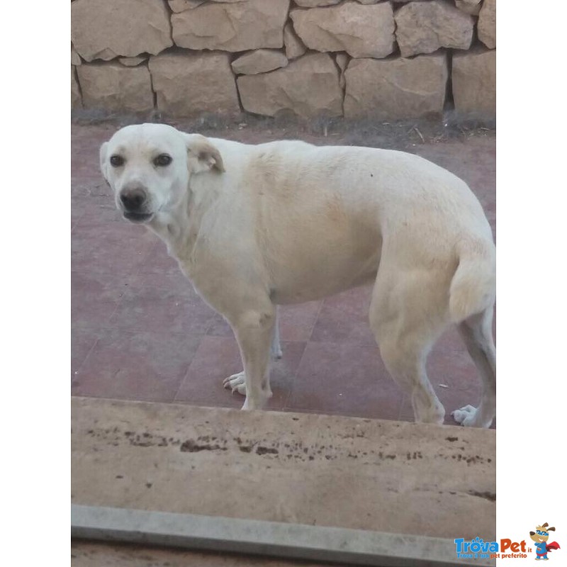 Bibba Dolcissima Cagnolina - Foto n. 2