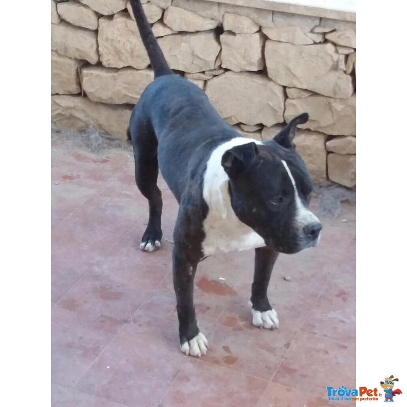 Black Pitbull di 3 Anni - Foto n. 1