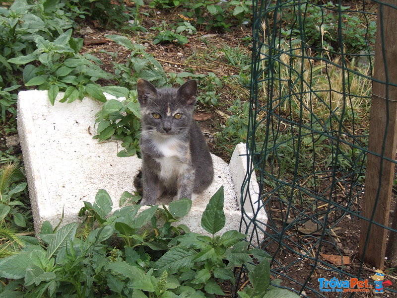 Gattina Grigia Pezzata. 3 Mesi. - Foto n. 2