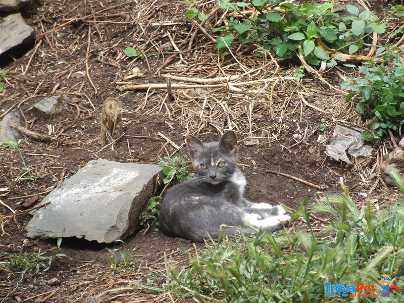 Gattina Grigia Pezzata. 3 Mesi. - Foto n. 3