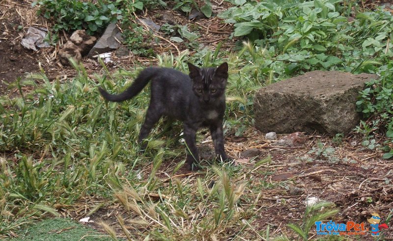 Gattino. 3 Mesi. con Manto Unico, mai Visto - Foto n. 2