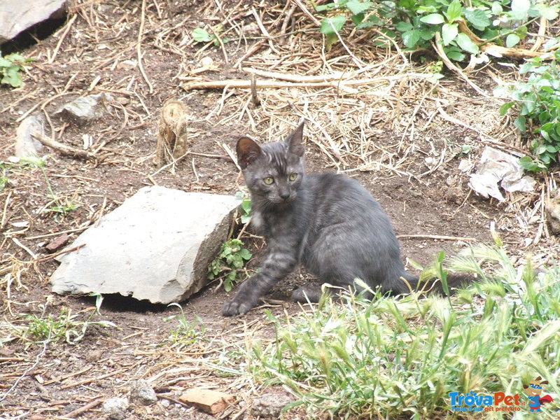 Gattino. 3 Mesi. con Manto Unico, mai Visto - Foto n. 3