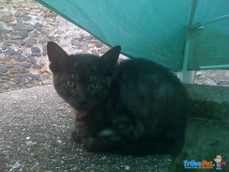 Gattino. 3 Mesi. con Manto Unico, mai Visto - Foto n. 4