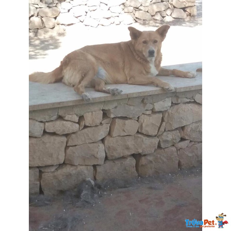 Grece Dolce e Tenera Cagnolina Perfetta per le Famiglie con Bambini VI Aspetta - Foto n. 1