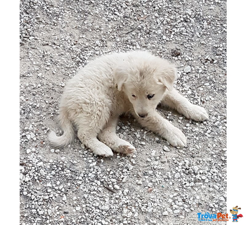 Cuccioli Pastore Maremmano Puri - Foto n. 1