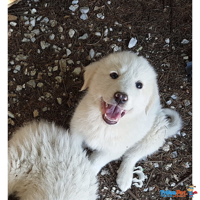 Cuccioli Pastore Maremmano Puri - Foto n. 2