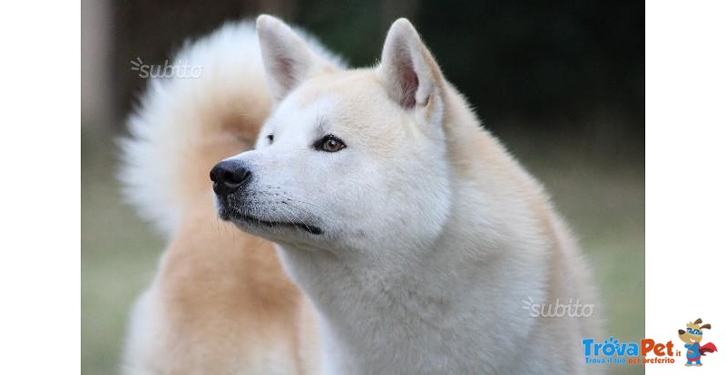 Cuccioli di Akita Inu - Foto n. 4