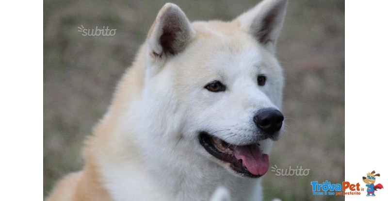 Cuccioli di Akita Inu - Foto n. 5