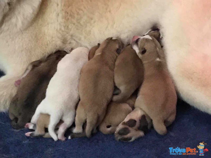 Cuccioli di Akita Inu - Foto n. 6