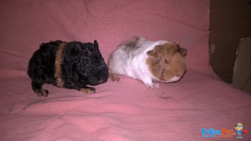 Cuccioli di Cavia Peruviana - Foto n. 1