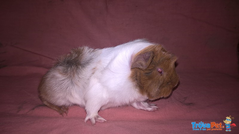 Cuccioli di Cavia Peruviana - Foto n. 2