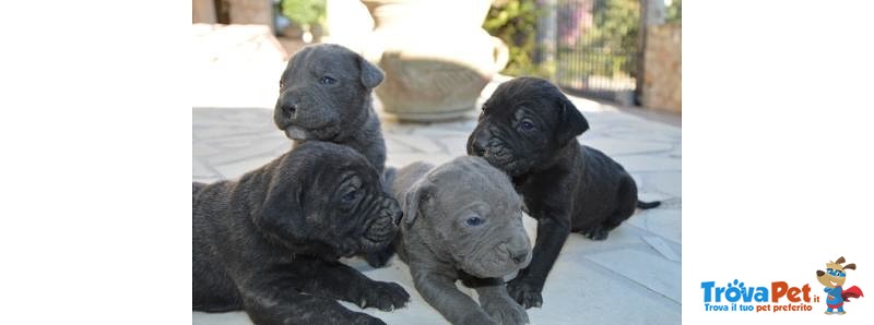 Cuccioli cane Corso - Foto n. 1