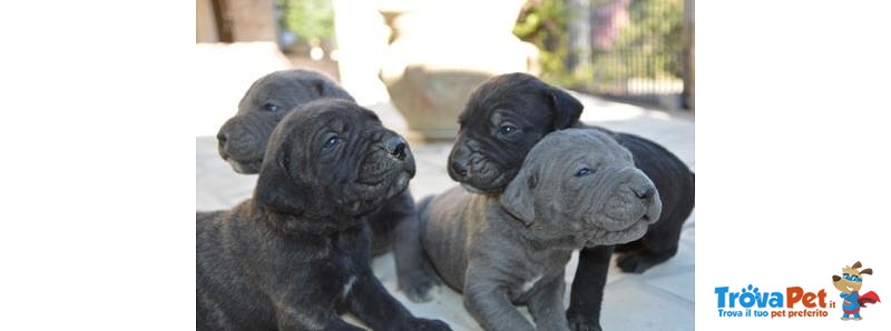 Cuccioli cane Corso - Foto n. 2