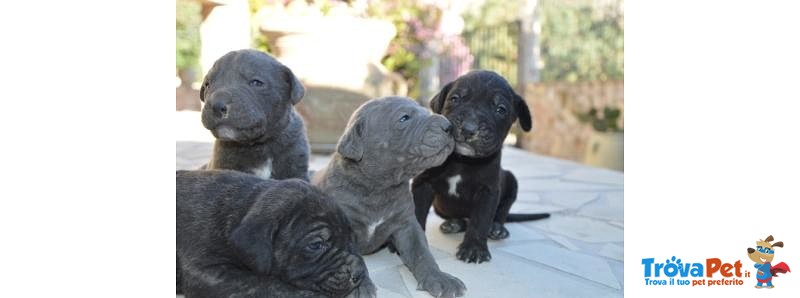 Cuccioli cane Corso - Foto n. 3