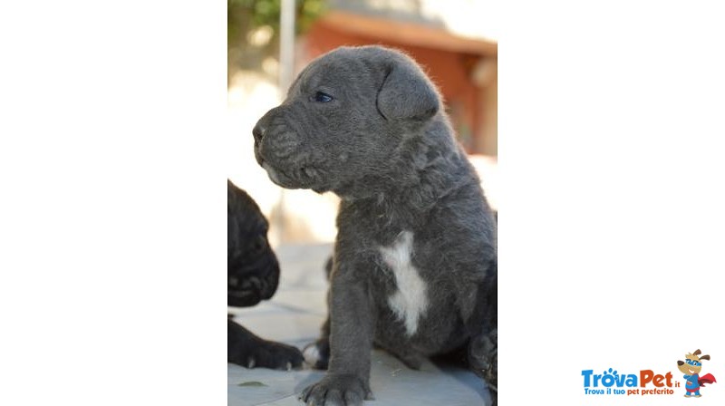 Cuccioli cane Corso - Foto n. 4