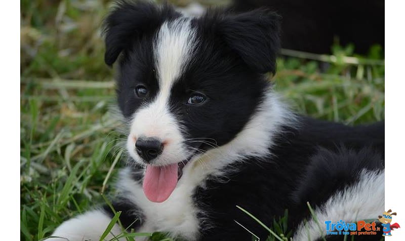 Disponibili Cuccioli di Border Collie! - Foto n. 1