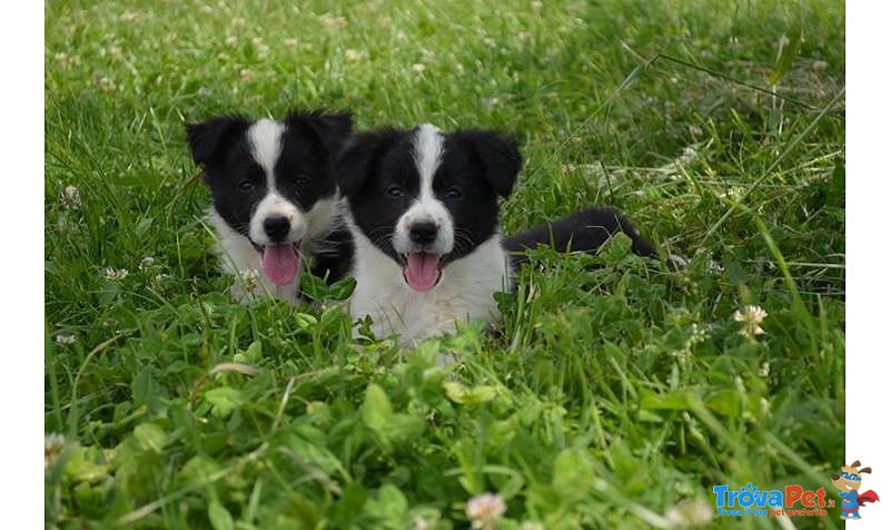 Disponibili Cuccioli di Border Collie! - Foto n. 2