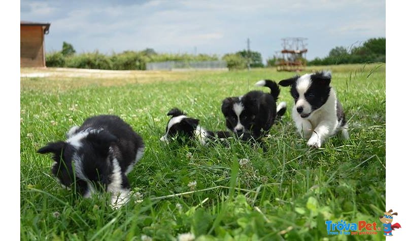 Disponibili Cuccioli di Border Collie! - Foto n. 3