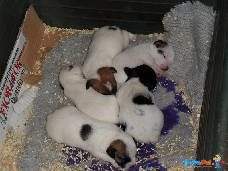 Cuccioli di jack Russell - Foto n. 1