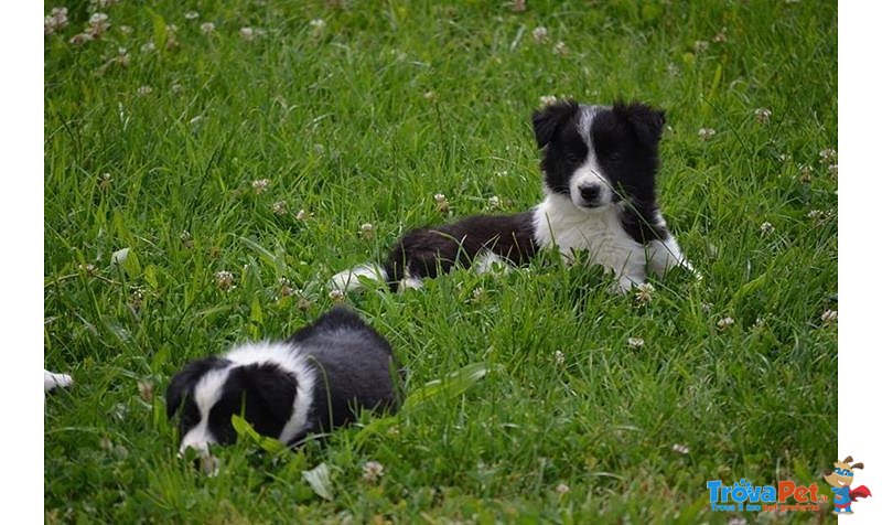 Disponibili Cuccioli di Border Collie! - Foto n. 4