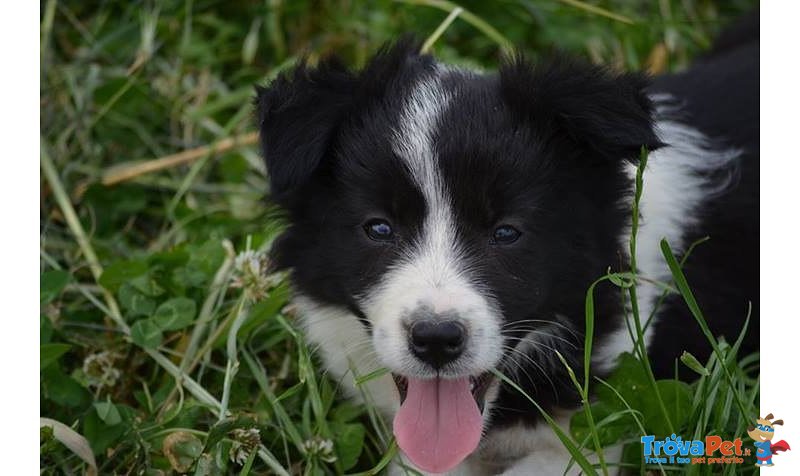 Disponibili Cuccioli di Border Collie! - Foto n. 5