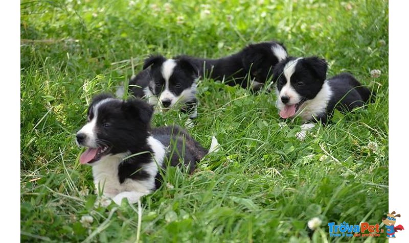 Disponibili Cuccioli di Border Collie! - Foto n. 6