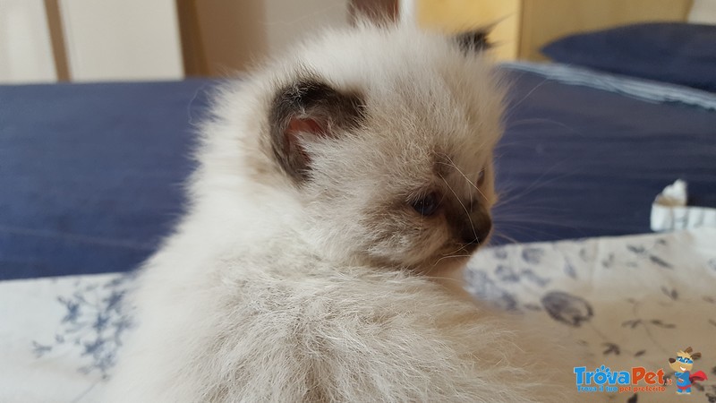 Ragdoll seal Mitted - Foto n. 1