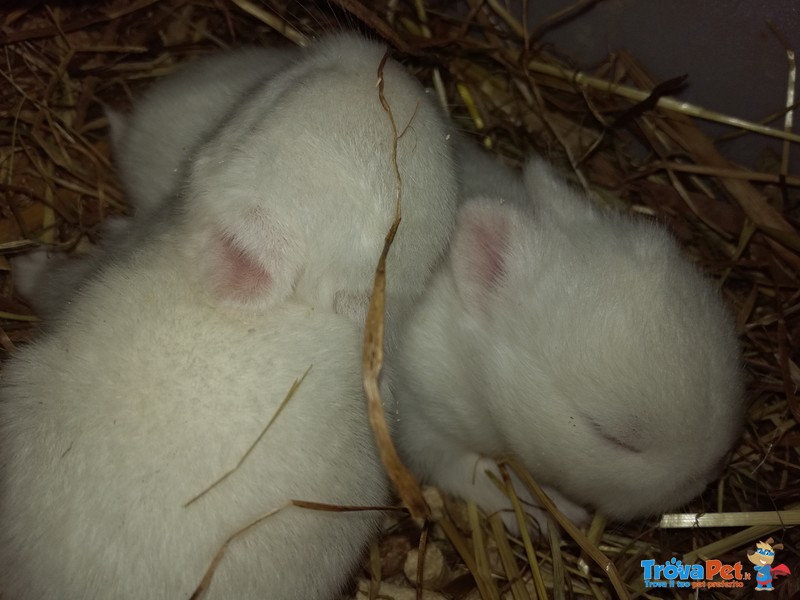 Conigli Cucciolo Ermellino Occhi blu e nani Colorati - Foto n. 1