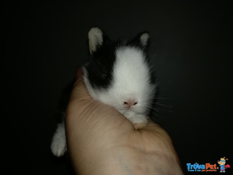 Conigli Cucciolo Ermellino Occhi blu e nani Colorati - Foto n. 2