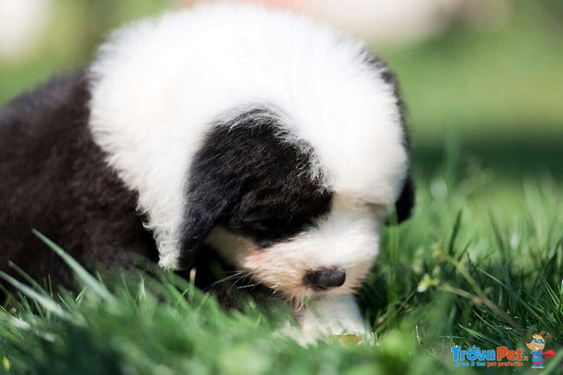 Cucciolo di Bobtail - Pastore Inglese - Foto n. 3