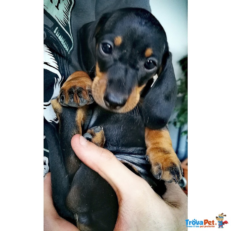 Cuccioli Bassotto Tedesco nero Focato con Pedigree - Foto n. 3