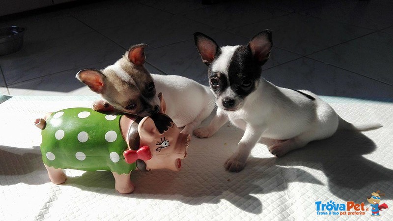 Cuccioli di Chihuahua Maschi - Foto n. 1