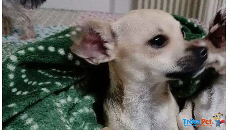 Cuccioli di Chihuahua Maschi - Foto n. 5